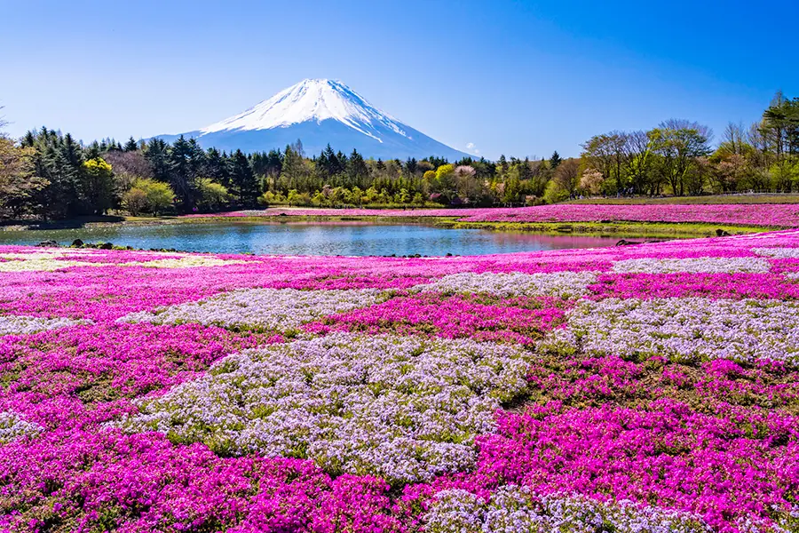 富士本栖湖リゾート(芝桜まつり)
