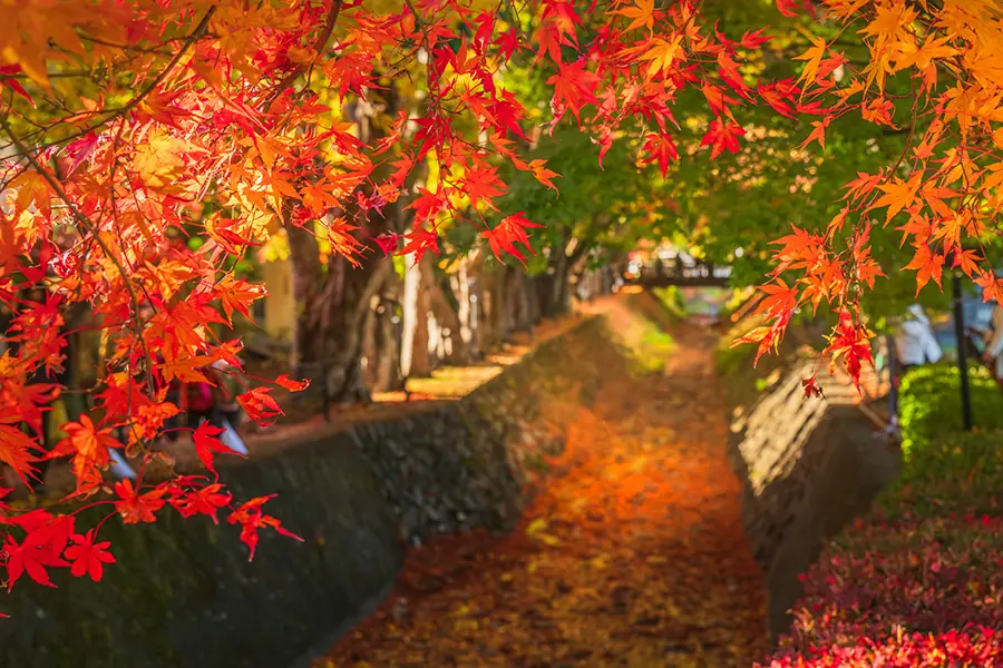 富士河口湖紅葉まつり